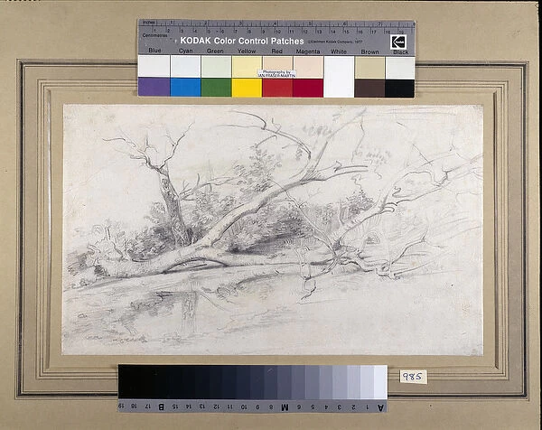 A fallen tree lying by a pool, c. 1630 (black & red chalks with wash on paper)