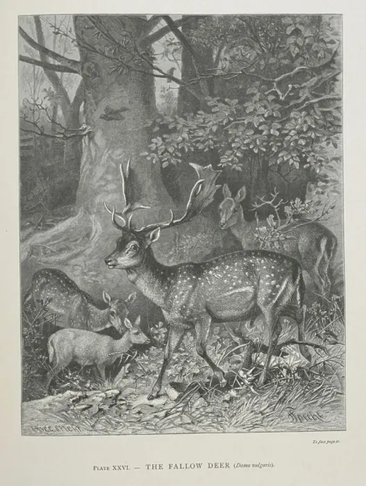 Framed Print : The Fallow Deer