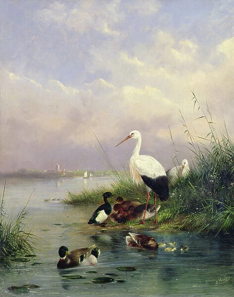 A family of Mallard, two Storks and a family of Tufted Ducks (pair of 77886)