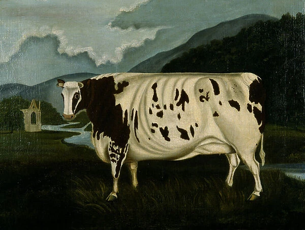 The Famous Craven Heifer (oil on canvas)
