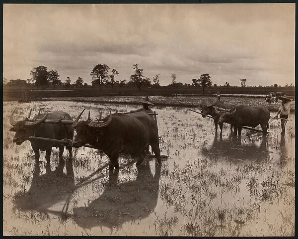 Farm work, c. 1880 (albumen print)