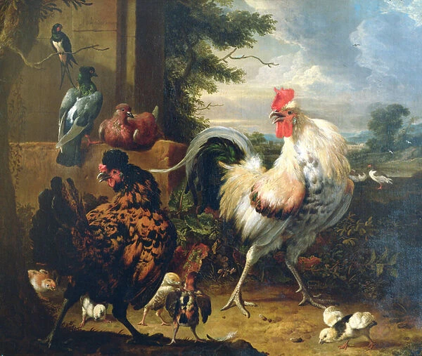 Farmyard fowl (oil on canvas)