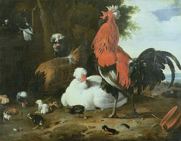 Farmyard fowls with pigeons (oil on canvas)
