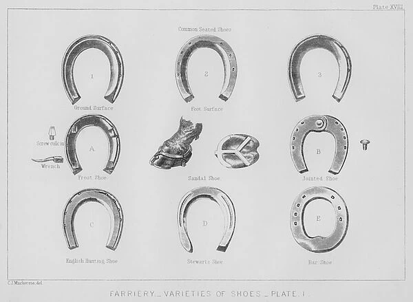 Farriery, varieties of shoes (litho)