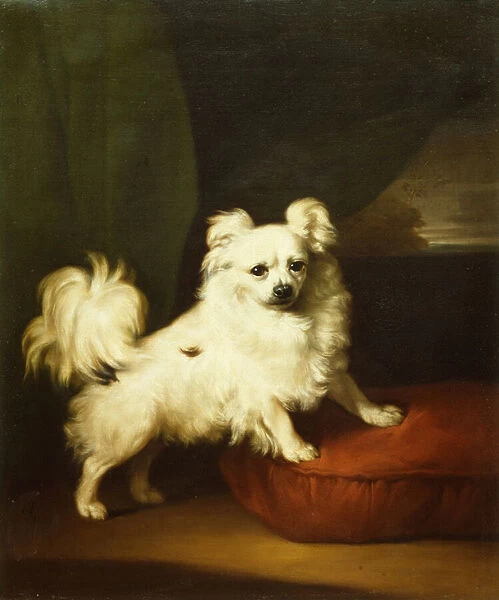 Her Favourite, A White Papillon Standing on a Cushion, 1836 (oil on canvas)