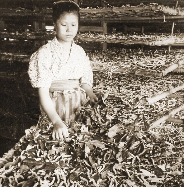 Feeding the young silkworms with mulberry leaves, c. 1900 (albumen photo)