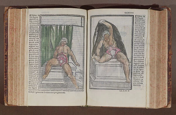 Female anatomy, from Commentaria cum amplissimis additionibus super anatomiam