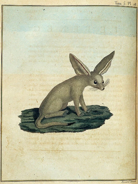 Fennec - in 'Journey to Nubia and Abyssinia undertaken to discover