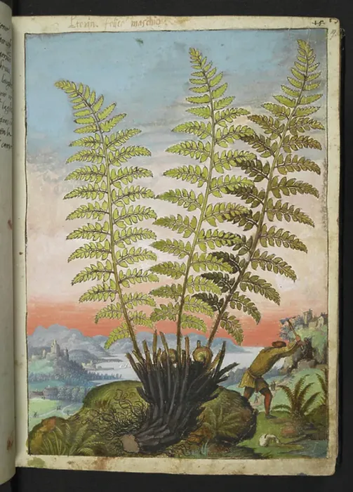 Framed Print : A fern. BL3292728 A fern.; British Library, London, UK; (add.info. Framed Print : A fern. BL3292728 A fern.; British Library, London, UK; (add.info.