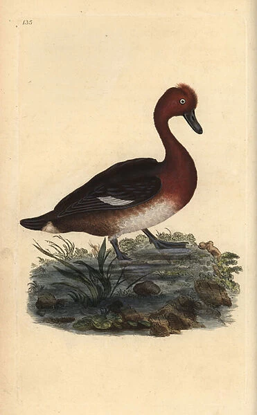 Ferruginous duck, Aythya nyroca. Handcoloured copperplate drawn and engraved by Edward Donovan from his own 'Natural History of British Birds'(1794-1819)