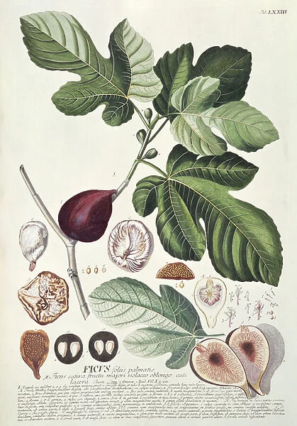 Ficus (Fig) (coloured engraving)