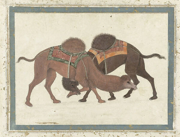 Fighting camels, c. 1680-1700 (gouache)