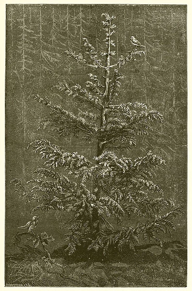 The Fir-Tree and the Bramble (engraving)