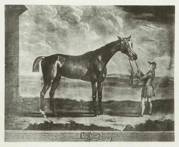 Firetail, foaled 1769 (b  /  w photo)