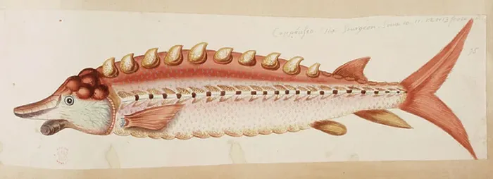 Framed Print : A fish. BL3315853 A fish. by Catesby, Mark (1679-1749); British Library, London, UK; 
