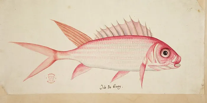 Framed Print : A fish. BL3315857 A fish. by Catesby, Mark (1679-1749); British Library, London, UK; 