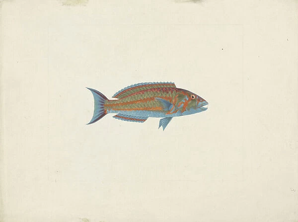 A Fish, El Hudderi Imbo (gouache over graphite on paper)