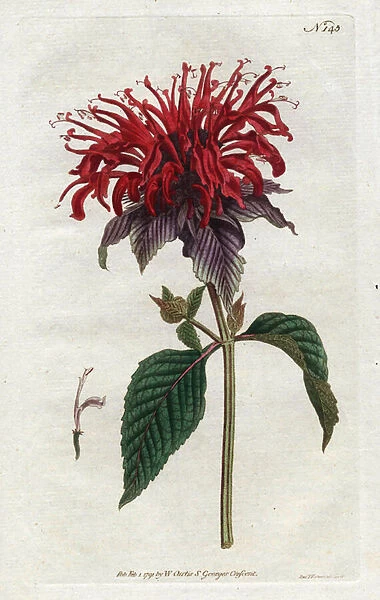 Fistula Monarde - Lithography by Sydenham Edwards (1768-1819), from William Curtiss Botanical Magazine (1746-1799), 1791 (England) - Crimson monarda, Monarda didyma (Monarda fistulosa) - Handcolored copperplate drawn and engraved by S