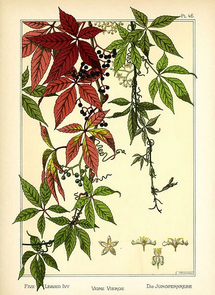 The Five-leaved Ivy (colour litho)