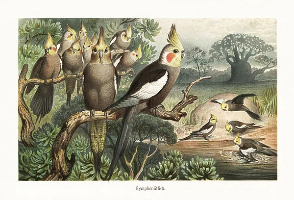 Flock of cockatiels, Nymphicus hollandicus, at a water hole. 1882 (chromolithograph)