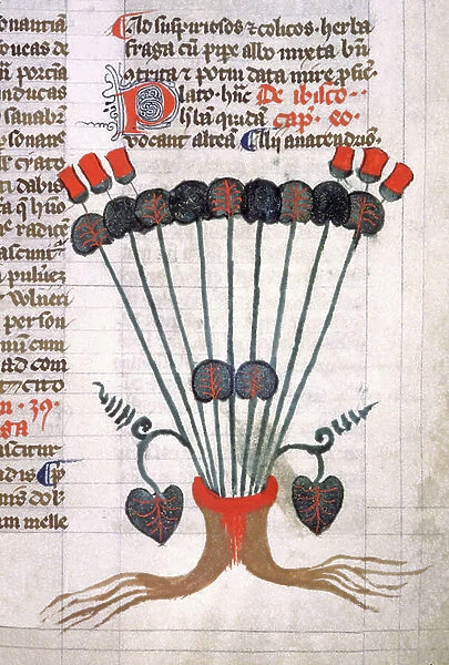 Flower in the Middle Age, 14th century (miniature)