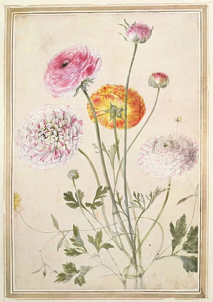 Flower Study, c. 1760 (w  /  c on paper)