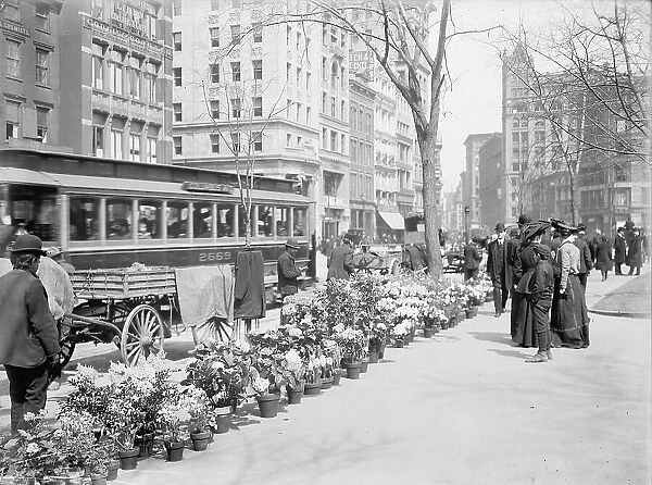 Flower Vendors, Easter Display, New York City, USA, c. 1904 (b  /  w photo)