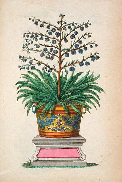 Flowering plant, from Phytographia Curiosa, published 1702 (coloured engraving)