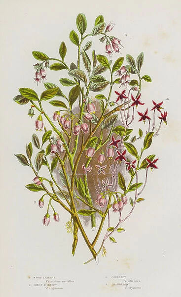 Flowering Plants of Great Britain: Whortleberry, Great Bilberry, Cowberry, Cranberry (colour litho)