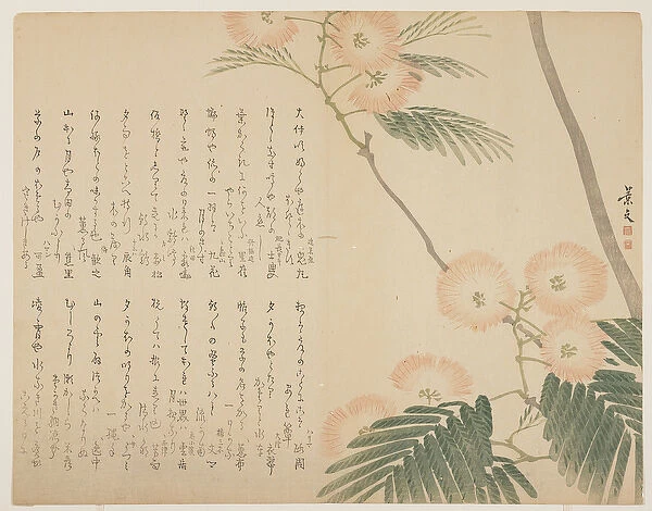 Flowering Silk Tree, c. 1818-1829