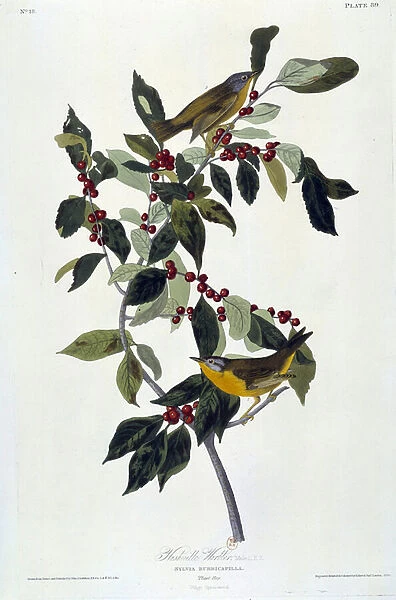 Flowers and Birds Silk Painting by John James Audubon (1780-1851) (ec. am. ) 1826-1830