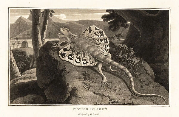 Flying dragon, Draco volans, basking on a rock. 1807 (aquatint)