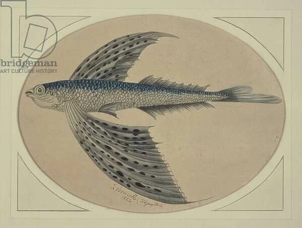 A Flying Fish (engraving)