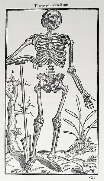 The Fore Part of the Bones, plate from The Historie of Man