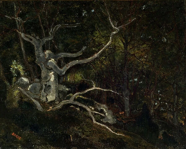 Forest of Fontainebleau, The 'Reine Blanche' 1860 (Oil on canvas)