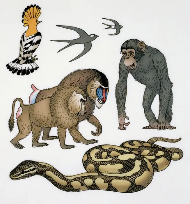 Framed Print : Forests fauna, royal python, baboons, chimpanzees, hoopoe, swallow, Drawing