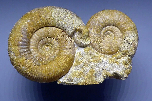 Fossil ammonites, Lower Barremian (object)