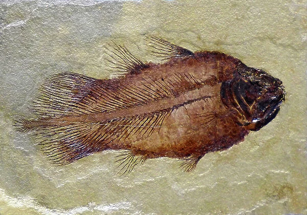 Fossil footprint of the Carboniferous coelacanth (object)
