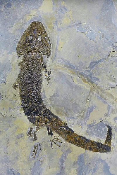 Fossil footprint of Sclerocephalus sp, Permian amphibian (object)