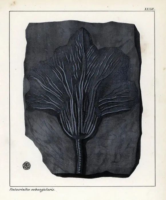Framed Print : Fossil of Pentacrinites subangularis, a species of crinoid, faint since the Jurassic period. Lithographie in Petrefactenbuch (Book of Petrification) by Dr. F.A.Schmidt, published in Stuttgart (Germany) in 1855 by Verlag von Krais and Hoffmann