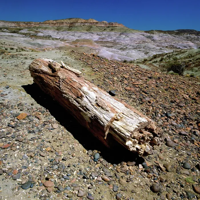 Framed Print : Fossilized trunk, Bosque Jose Ormeachea, Sarmiento, Patagonia, Argentina (photo)