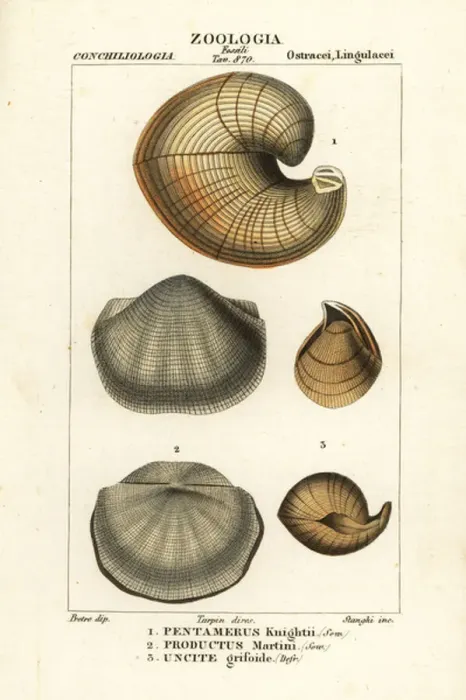 Framed Print : Fossils of extinct lamp shells