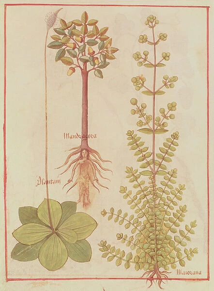 Fr 12322 f. 180v Plantain, marjoram and mandrake, from Livre des Simples Medecines, c