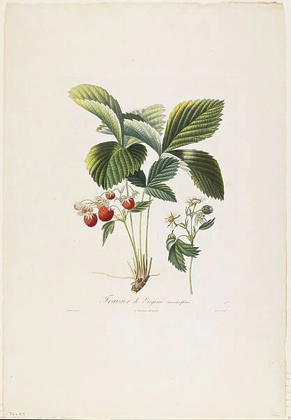 Fraisier de Virginie (Grandes fleurs), from Traite des Arbres Fruitiers