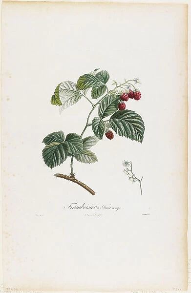 Framboisier a Fruit rouge (Raspberries), from Traite des Arbres Fruitiers