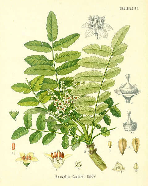 Frankincense, illustration from Koehlers Medicinal Plants