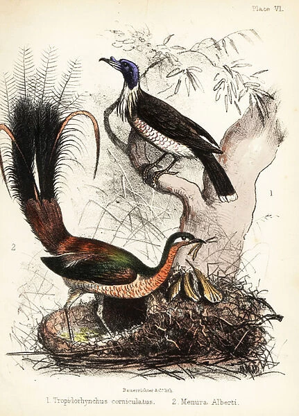 Friarbird and lyrebird. 1855 (lithograph)