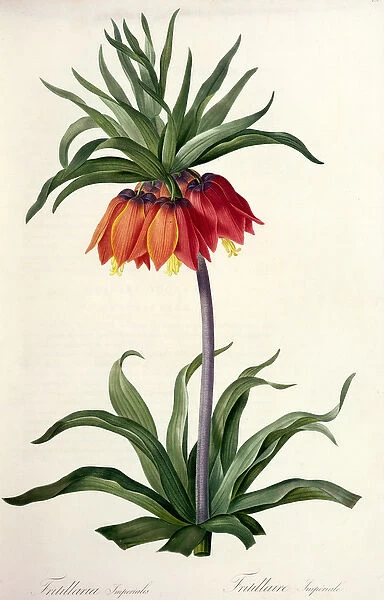 Fritillaria Imperialis from, Les Lilacees, 1802-8