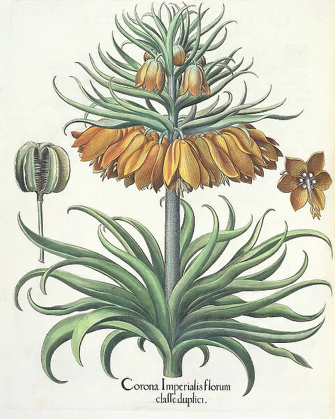 Fritillary: Corona Imperialis florum classe duplici, from the