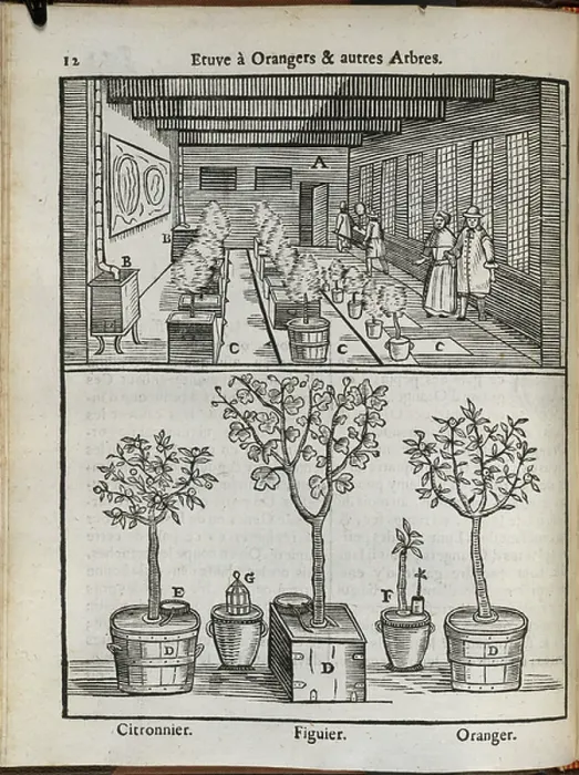 Framed Print : Fruit trees